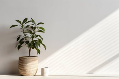 Şık bir iç mekan bitkisi, doğal ışıkla aydınlatılan örülmüş bir tencerede ve beyaz bir duvara karşı titreyen bir mumla gelişir. Bu minimalist görüntü zen benzeri sakinliği çağrıştırıyor, mükemmel....
