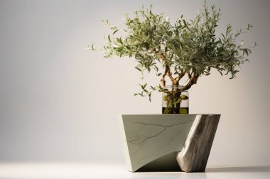 Canlı bir zeytin ağacı bonsai modern bir beton ve ahşap geometrik tabana dayanır. Bu sanatsal natürmort hayat, bir minimalist, zen estetiğini, iç tasarım, kaplıca ya da...