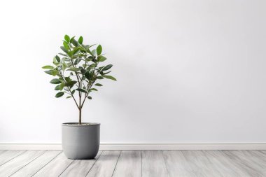 Minimalist bir iç mekan, el değmemiş beyaz bir duvara karşı sağlıklı bir saksı yeşili sergiliyor. Ahşap zemini ve gri tenceresi olan bu modern tasarım temiz, sakin bir estetik sunuyor.,...