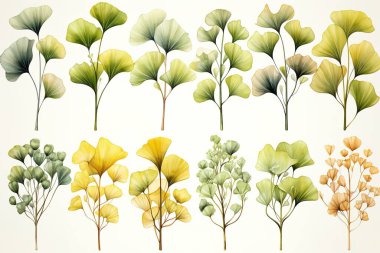 Ginkgo biloba yaprakları ve dallarının zarif suluboya çizimi. Beyaz arkaplandaki bu el yapımı botanik sanat seti tasarım için mükemmel, yeni ve sanatsal bir estetik yaratıyor..