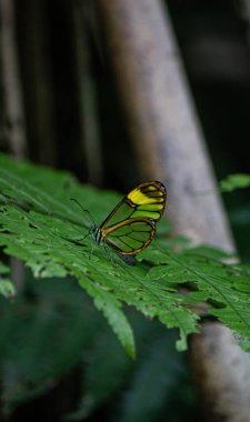 Avecolibri cola azul, comn de Venezuela Colonia Tovar