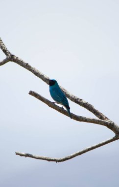 Pajaro  azul, comun de Venezuela 