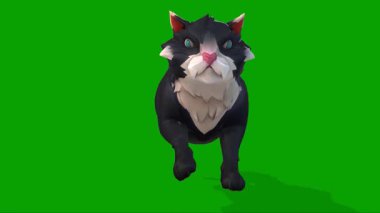 Bir Şirin Kedi Yeşil Ekranda Hızlı Koşar - 3D Canlandırma .mp4