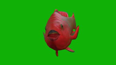 Şirin bir balık Yüzer Yeşil Ekran 3D Canlandırma.