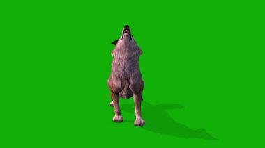 Yeşil Ekranda Önden Akıllı Tilki Howl Sahnesi - 3D Canlandırma