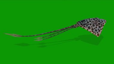 Yüksek Kaliteli 3D Ray Balık Animasyon Yeşil Ekran Görüntüsü Sağ Yüzme