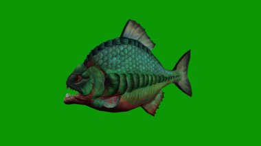 3D Piranha Yeşil Ekran Yaban Hayatı Animasyonunda Hızlı Sola Yüzüyor