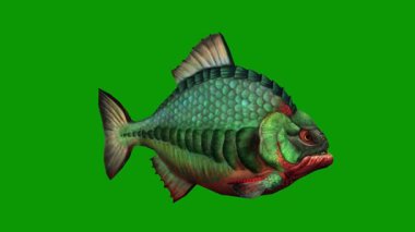 3D Piranha Yeşil Ekran Yaban Hayatı Animasyonunda Yüzüyor
