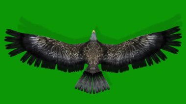 Realistic Eagle on Green Screen Fly Scene From Sky 3D Rendering Animation