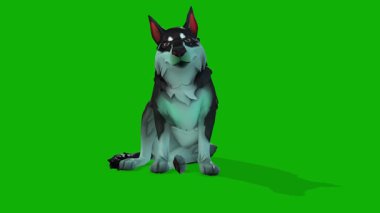 3D Köpek Ön Taraftan İlgileniyor Yeşil Ekranda Canlandırma Canlandırması