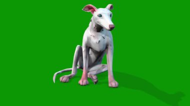 Köpek boşta sahne 3 boyutlu canlandırma yeşil ekranda