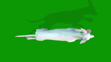 Dog running fast view from sky 3D rendering animation on green screen