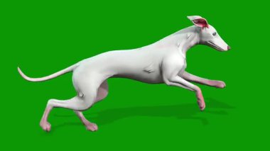 Köpek sağ 3D görüntüden hızlı çalışıyor yeşil ekranda canlandırma