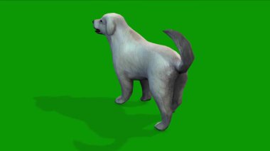 3D Beyaz Renkli Tatlı Köpek Arka Canlandırmadan Aylak Görüntü