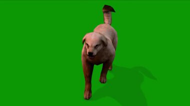 3D Brown Colour Cute Dog Walking From Front Rendering Animation on Green Screen