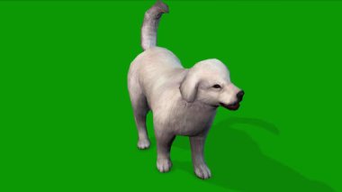 3D White Colour Cute Dog idle Scene From Front Rendering Animation on Green Screen