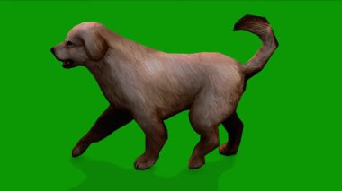 3 Boyutlu Kahverengi Renkli Şirin Köpek Yeşil Ekranda Soldan Yürüyor