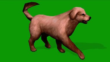 3D Kahverengi Renkli Şirin Köpek Sağdan Yürüyor Yeşil Ekran Canlandırması