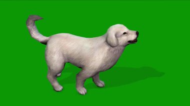 3D Beyaz Renkli Şirin Köpek Kükreyen Sahne Yeşil Ekran Canlandırması