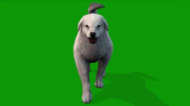 3D Beyaz Renkli Şirin Köpek Yürüyüşü Önden Canlandırma Yeşil Ekranda