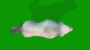 3D Beyaz Renkli Şirin Köpek Gökyüzünden Yürüyor Yeşil Ekranda Canlandırma Canlandırması