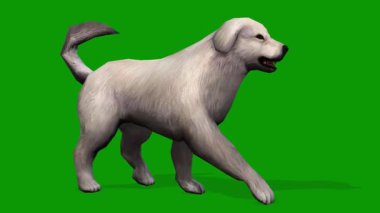 3D White Colour Cute Dog Walking From Right Rendering Animation on Green Screen