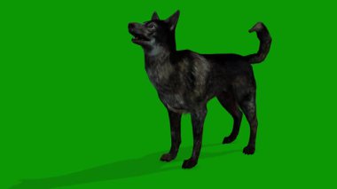 A Realistic dog growling from left 3d animation on Green Screen