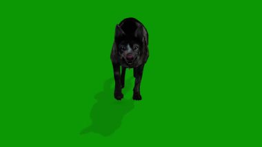 Realistic 3d dog walking from front side 3d animation on Green Screen