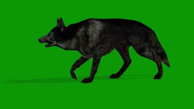 Realistic 3d dog walking from left side 3d animation on green screen