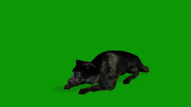 Realistic dog laying and standing scene 3d animation on Green Screen