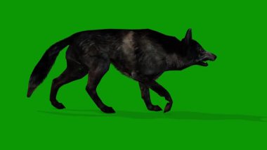 Realistic 3d dog walking from right side 3d animation on Green Screen