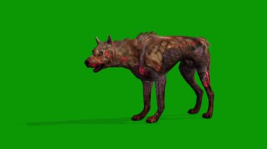Yeşil Ekrandaki Korkunç Köpek Boş Sahne Sol 3D Canlandırma Zpmbie Dog