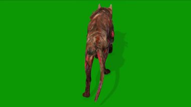 Yeşil Ekranda Korkunç Köpek Geri Yürüyor 3D Animasyon Zpmbie Köpeği