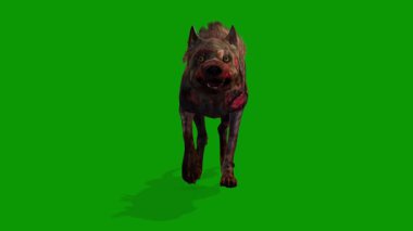 Yeşil Ekran Yürüyen Önünde Korkunç Köpek 3D Canlandırma Zpmbie Köpeği