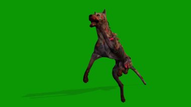 Yeşil Ekrandaki Korkunç Köpek Yüzme Sahnesi 3D Canlandırma Zpmbie Köpeği