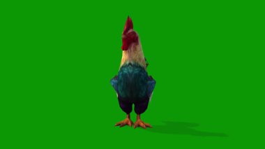 Cute Colorful Chicken idle Forward-3D Animation On Green Screen