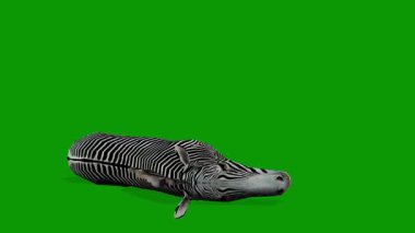 Zebra Ölüm Sahnesi 3 boyutlu Canlandırma Yeşil Ekranda