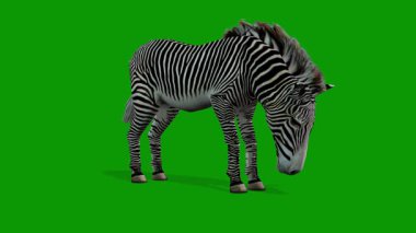 Zebra Yeme Sahnesi 3 Boyutlu Canlandırma Yeşil Ekranda