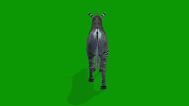 Zebra 3 Boyuttan Yürüyor Yeşil Ekranda Canlandırma