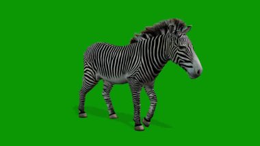 Zebra 3 Boyutlu Yürüyor Yeşil Ekranda Canlandırma