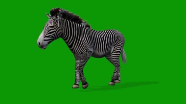 Zebra Sol 3B 'den Yürüyor Yeşil Ekranda Canlandırma