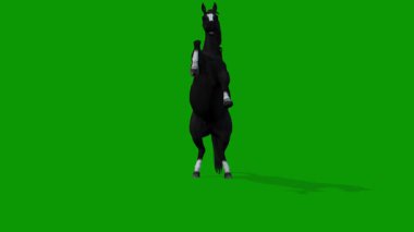 Siyah At Öfkeli Sahne Önü Yeşil Ekran 3D Canlandırma