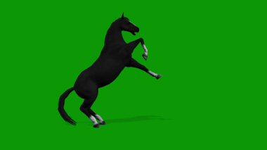 Siyah At Öfkeli Sahne Yeşil Ekran 3D Canlandırma