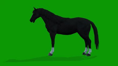 Siyah At Boşta Sahne Yeşil Ekranda Solda 3B Canlandırma