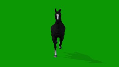 Siyah At Yeşil Ekran 3D Görüntü Canlandırmada Hızlı Ön Tarafta Koştu