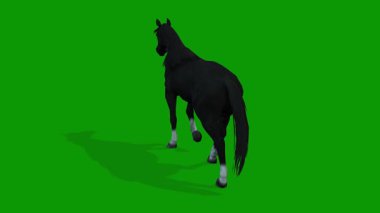 Yeşil Ekranda Siyah At Yürüyen Sahne 3D Canlandırma