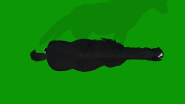 Yeşil Ekranda Gökyüzünden Siyah At Yürüyen Sahne Canlandırması