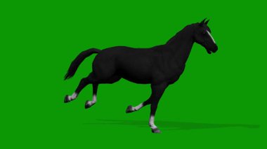 Siyah At Yeşil Ekran 3D Canlandırmada Sağdan Hızlı Koşun