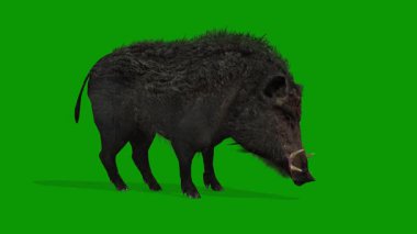 Yeşil Ekran Sağ Görünümünde Gerçekçi Yaban Domuzu Yeme Sahnesi Canlandırması
