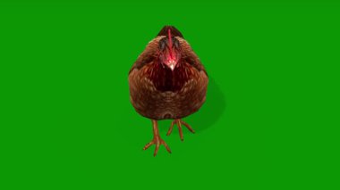 Yeşil Ekran Gerçekçi Kadın Animasyon Ön Tarafında 3B Koşan Tavuk